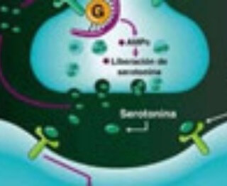 Ortomolecular: Triptofano uma Substância Natural de Combate a Depressão