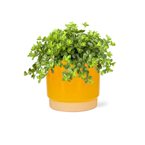 Peperomia Rotundifolia in keramische pot (Oker)