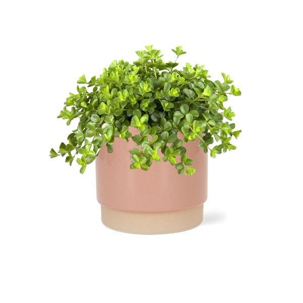 Peperomia Rotundifolia in keramische pot (Roze)