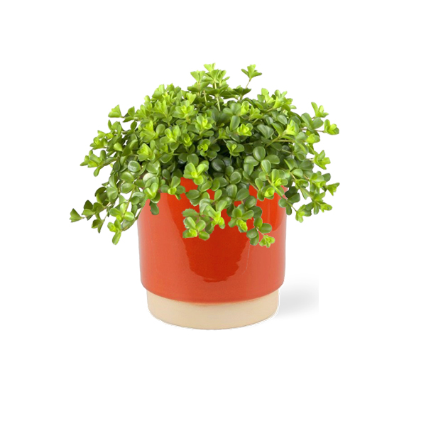 Peperomia Rotundifolia in keramische pot (Terra)