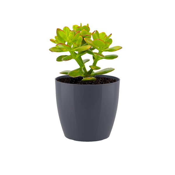 Crassula Minor Major in kunststof potje (Antraciet)