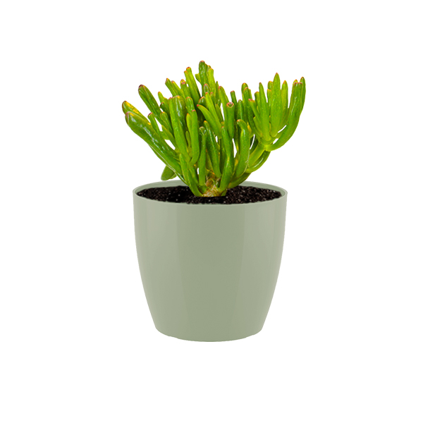 Crassula Horntree in kunststof potje (Groen)