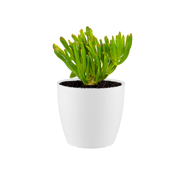 Crassula Horntree in kunststof potje (Wit)