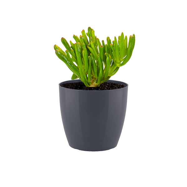 Crassula Horntree in kunststof potje (Antraciet)