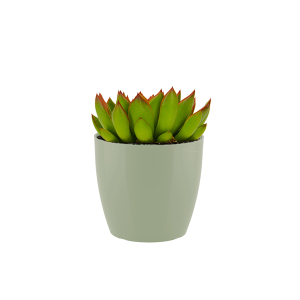 Echeveria Miranda in kunststof potje (Groen)