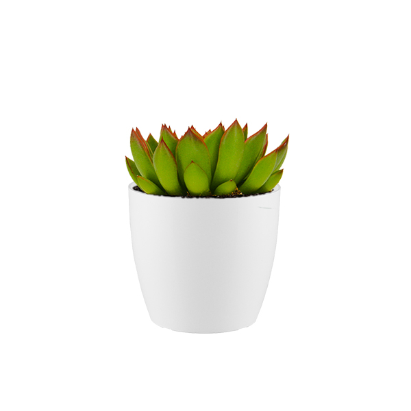 Echeveraria Miranda in kunststof potje (Wit)
