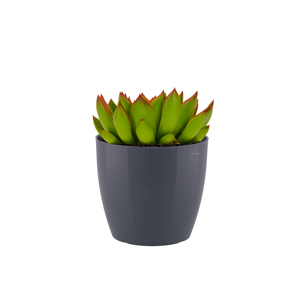 Echeveraria Miranda in kunststof potje (Antraciet)