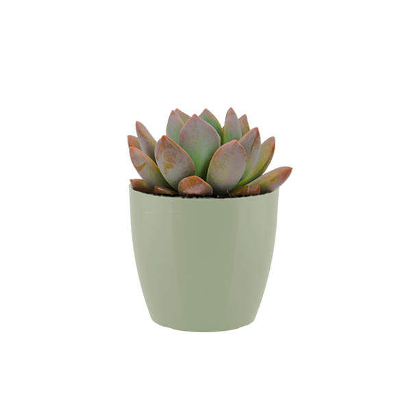 Echeveraria Opalina in kunststof potje (Groen)