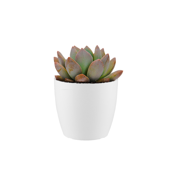 Echeveraria Opalina in kunststof potje (Wit)