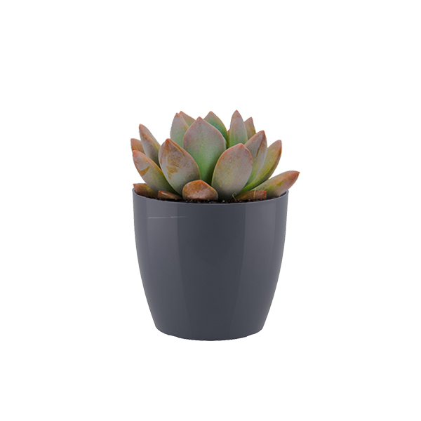 Echeveraria Opalina in kunststof potje (Antraciet)