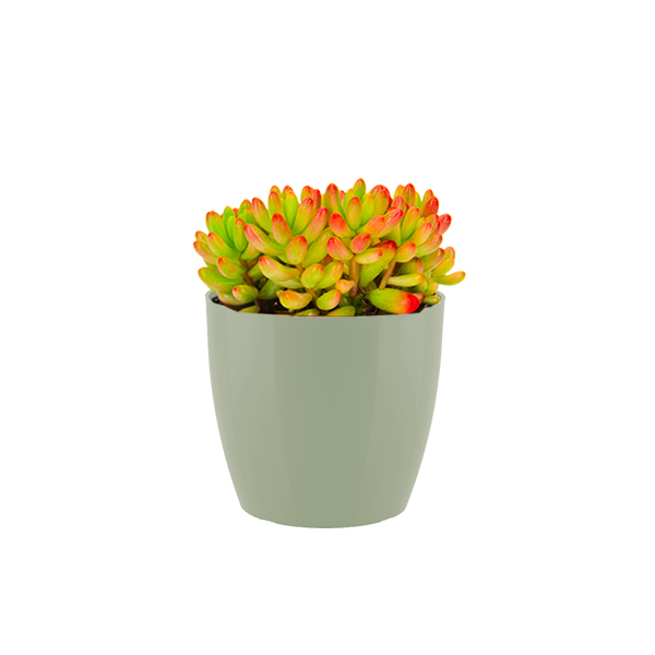 Sedum Rubrotinctum Rosea in kunststof potje (Groen)