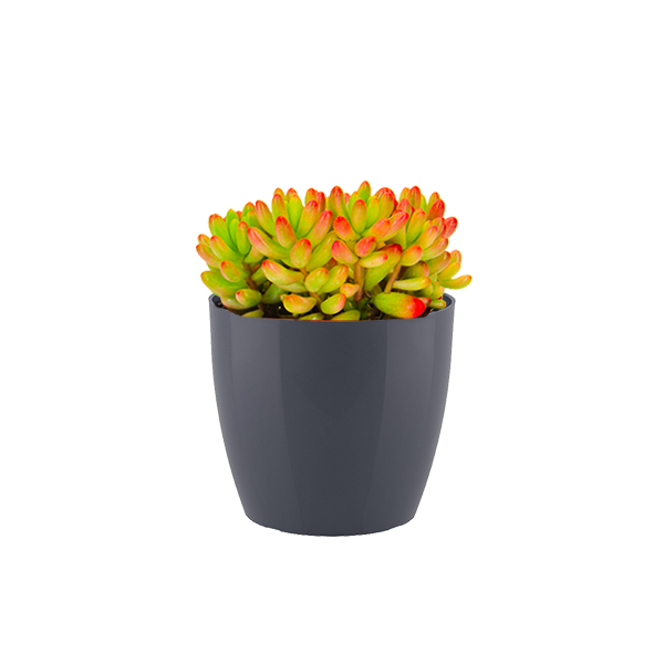 Sedum Rubrotinctum Rosea in kunststof potje (Antraciet)