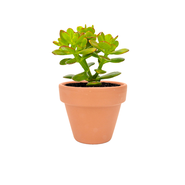 Crassula Minor Major in terracotta potje