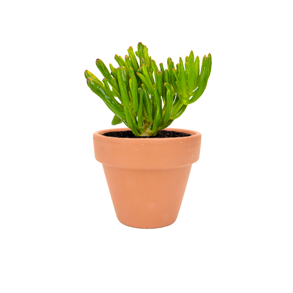 Crassula Horntree in terracotta potje