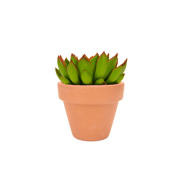 Echeveria Miranda in terracotta potje