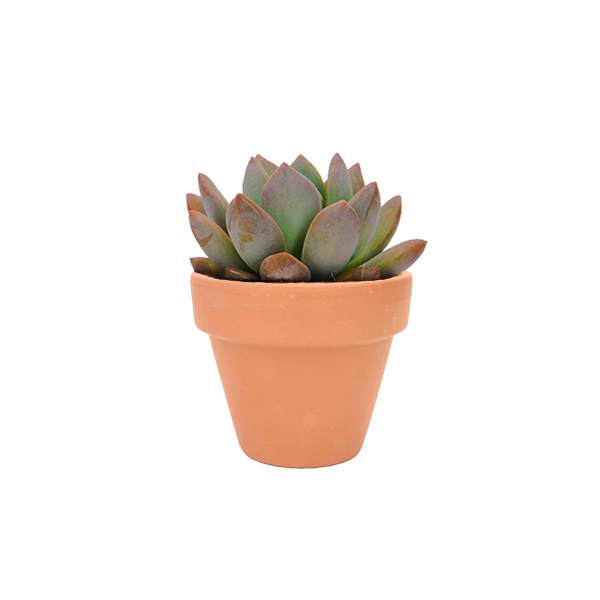 Echeveria Opalina in terracotta potje