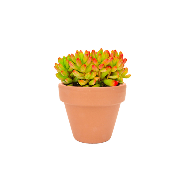 Sedum Rubrotinctum Rosea in terracotta potje