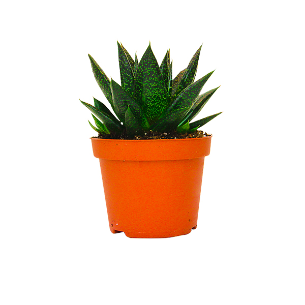 Aloe Flow zonder sierpot