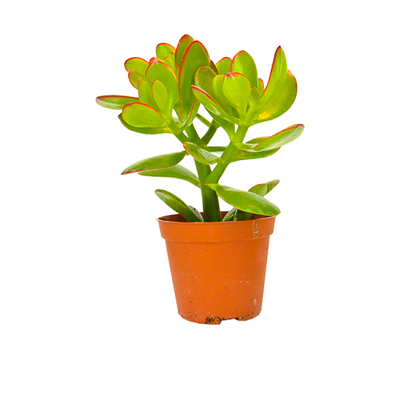 Crassula Summerset zonder sierpot
