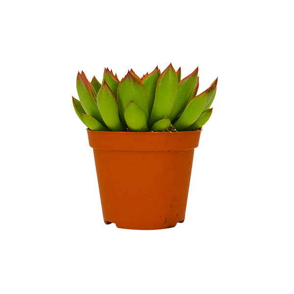 Echeveria Miranda zonder sierpot