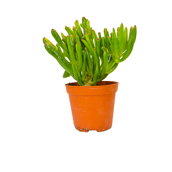 Crassula Horntree zonder sierpot