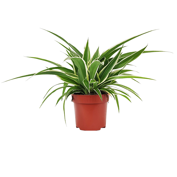 Graslelie zonder sierpot