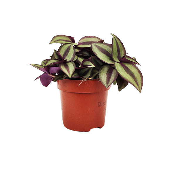 Tradescantia Zebrina zonder sierpot