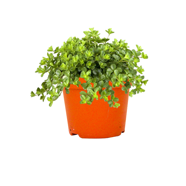 Peperomia Rotundifolia zonder sierpot