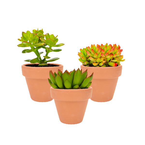 Trio mini-vetplantjes in terracotta potje