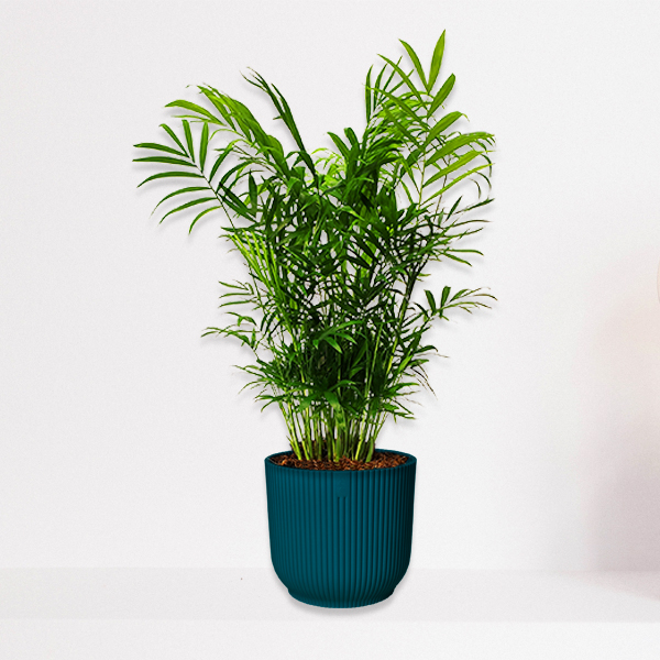Chamaedorea Elegans in kunststoffen pot (petrol)