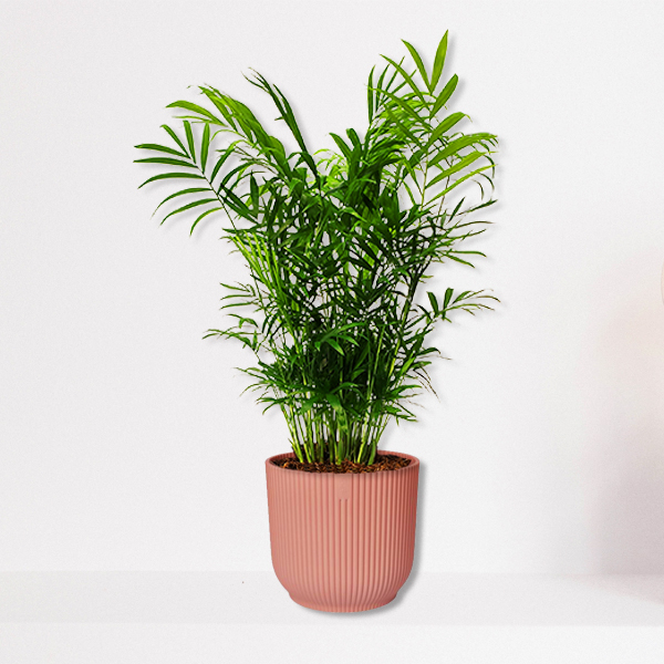 Chamaedorea Elegans in kunststoffen pot (roze)