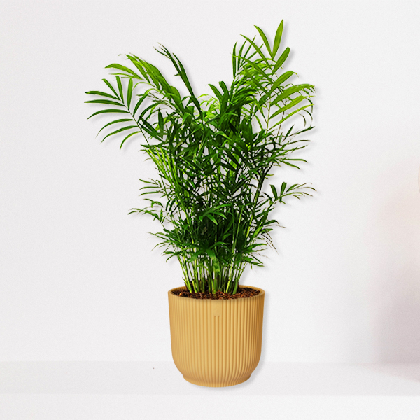 Chamaedorea Elegans in kunststoffen pot (geel)
