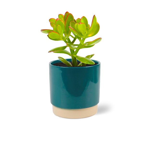 Crassula summerset in keramische pot (Petrol)