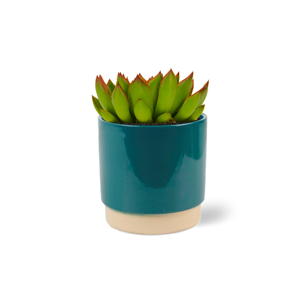 Echeveria Miranda in keramische pot (Petrol)