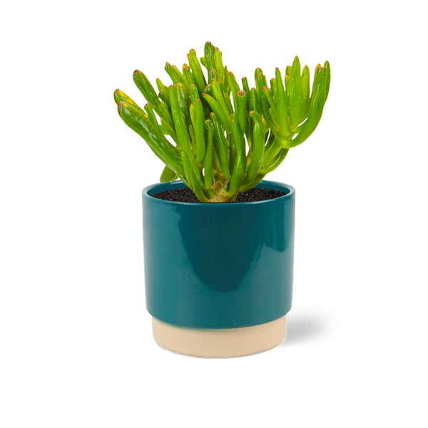 Crassula Horntree in keramische pot (Petrol)