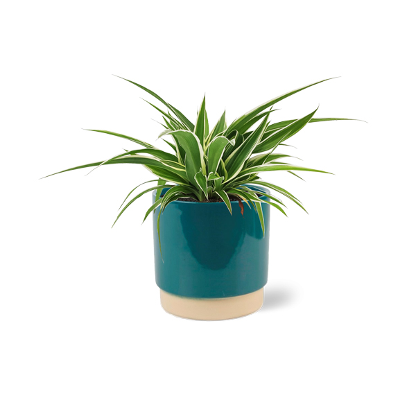 Graslelie in keramische pot (Petrol)