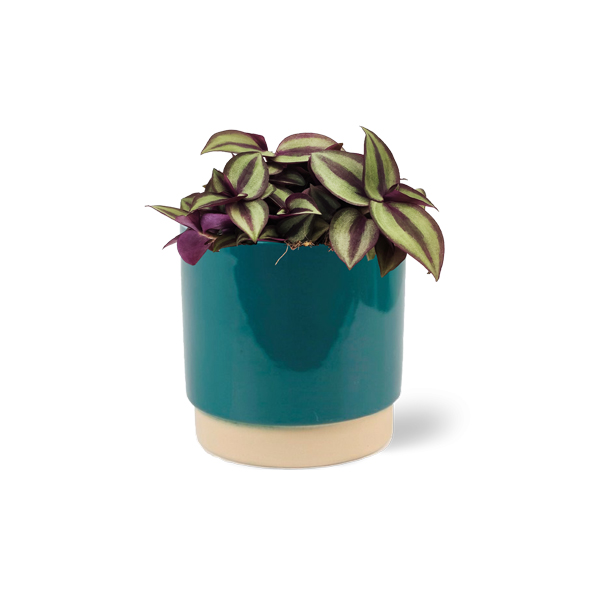 Tradescantia Zebrina in keramische pot (Petrol)