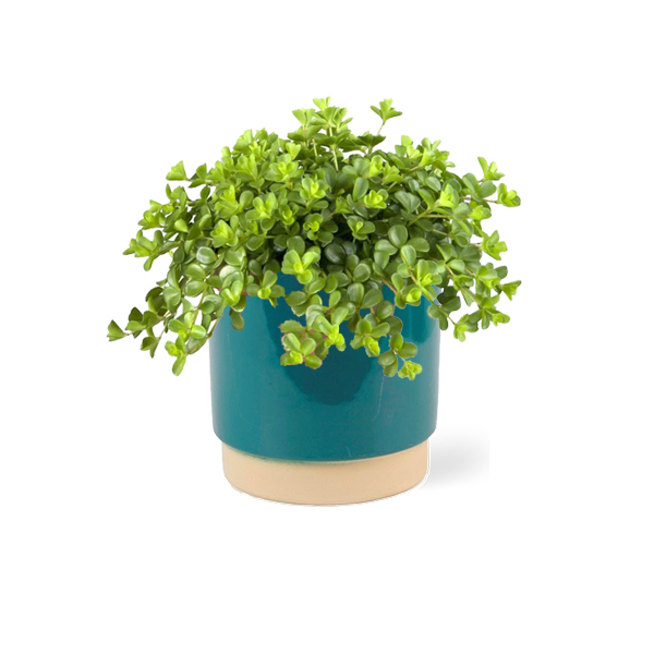 Peperomia Rotundifolia in keramische pot (Petrol)