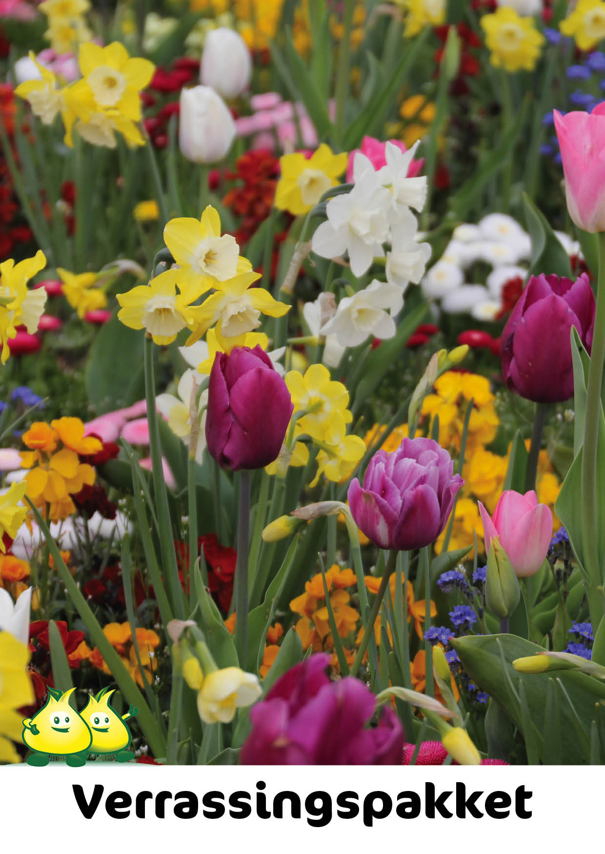 VERRASSINGSPAKKET - 50 bloembollen