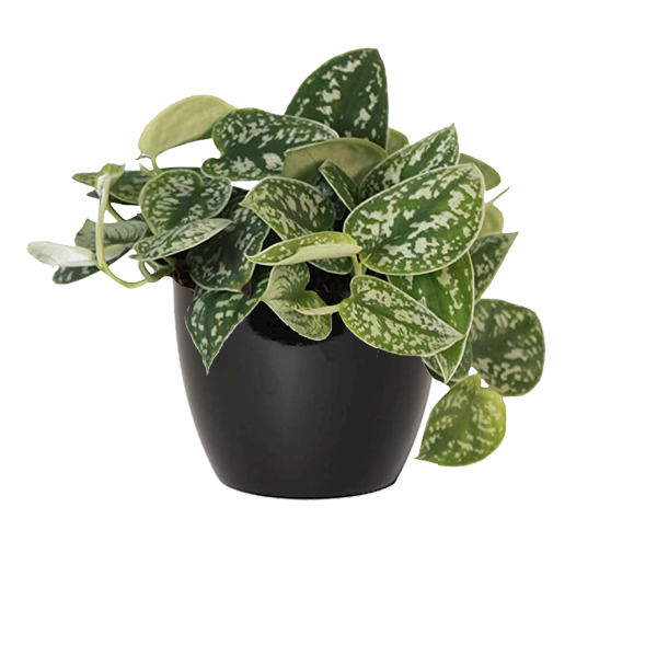 Scindapsus Pictus in keramische pot (boule zwart)