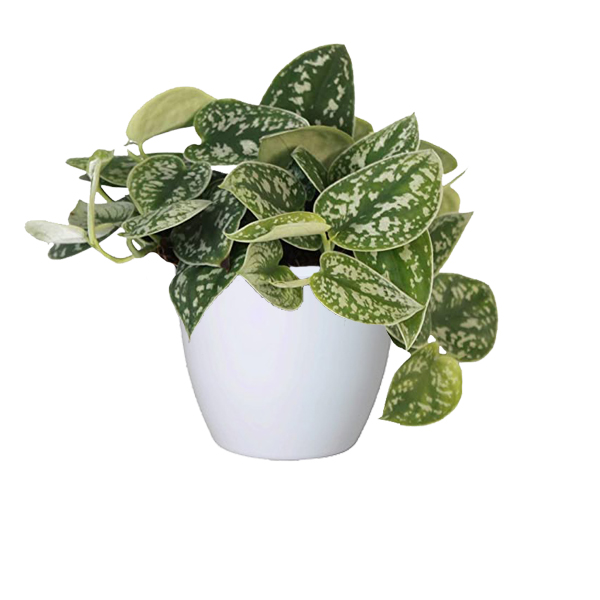 Scindapsus Pictus in keramische pot (boule wit)