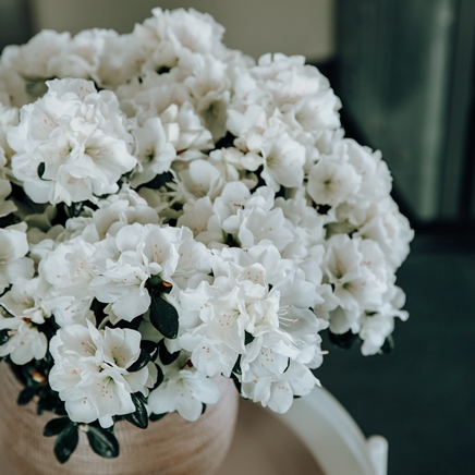 witte azalea - enkel plant