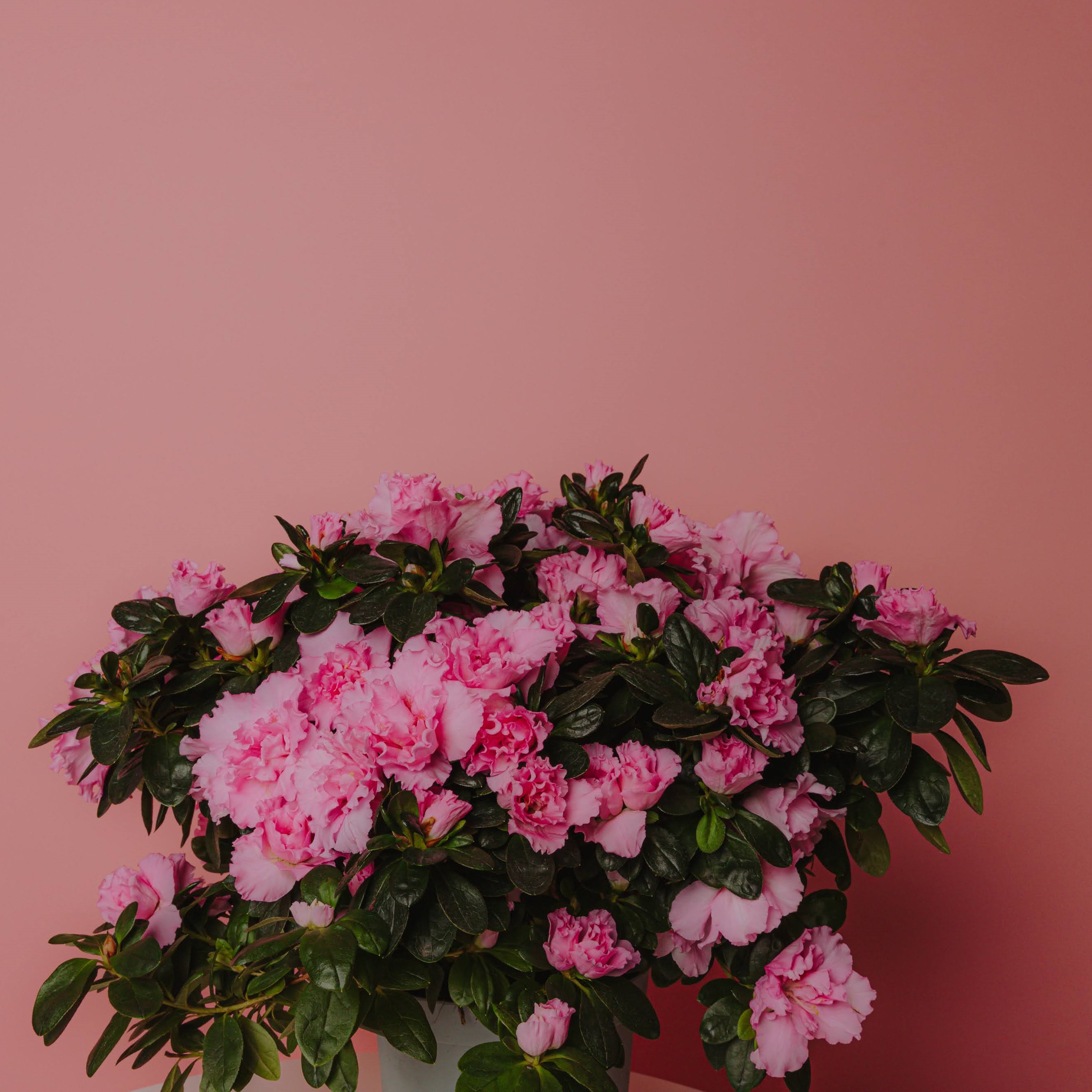 roze azalea - enkel plant