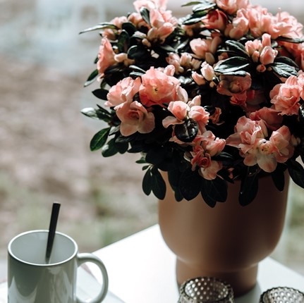zalmroze azalea - enkel plant