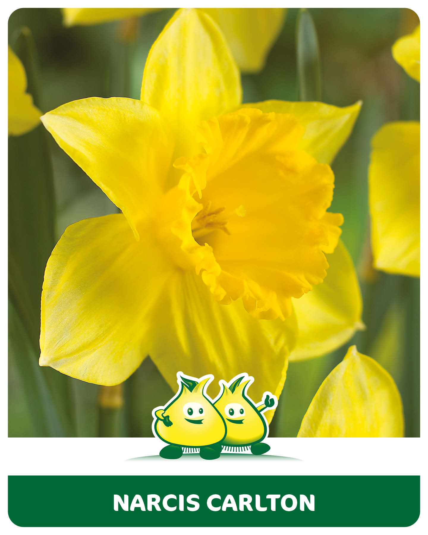 Narcis Carlton 10 bollen