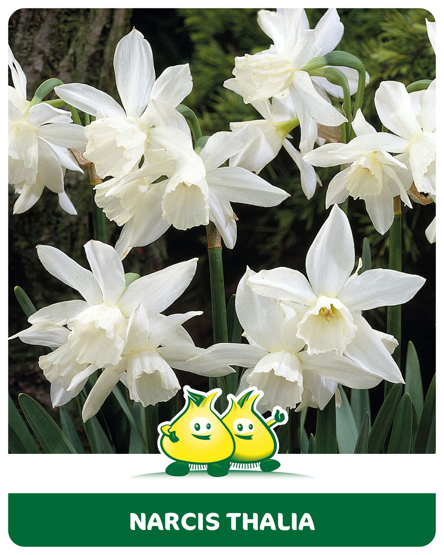 Narcis Thalia 10 bollen