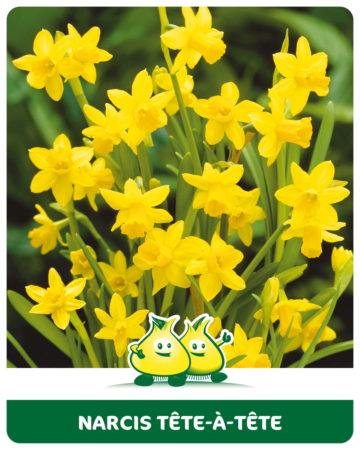 Narcis Tête à tête 10 bollen