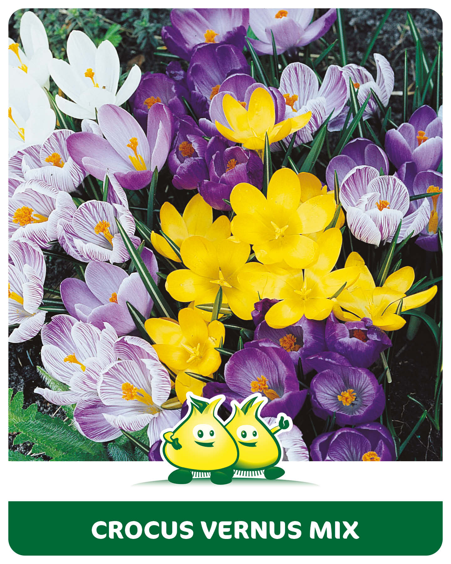 Crocus vernus mix 30 bollen