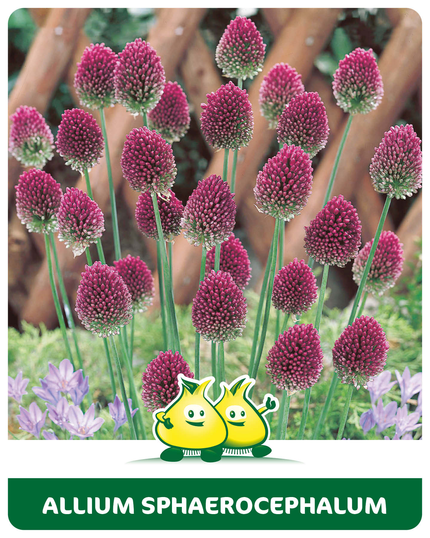 Allium Sphaerocephalum 25 bollen