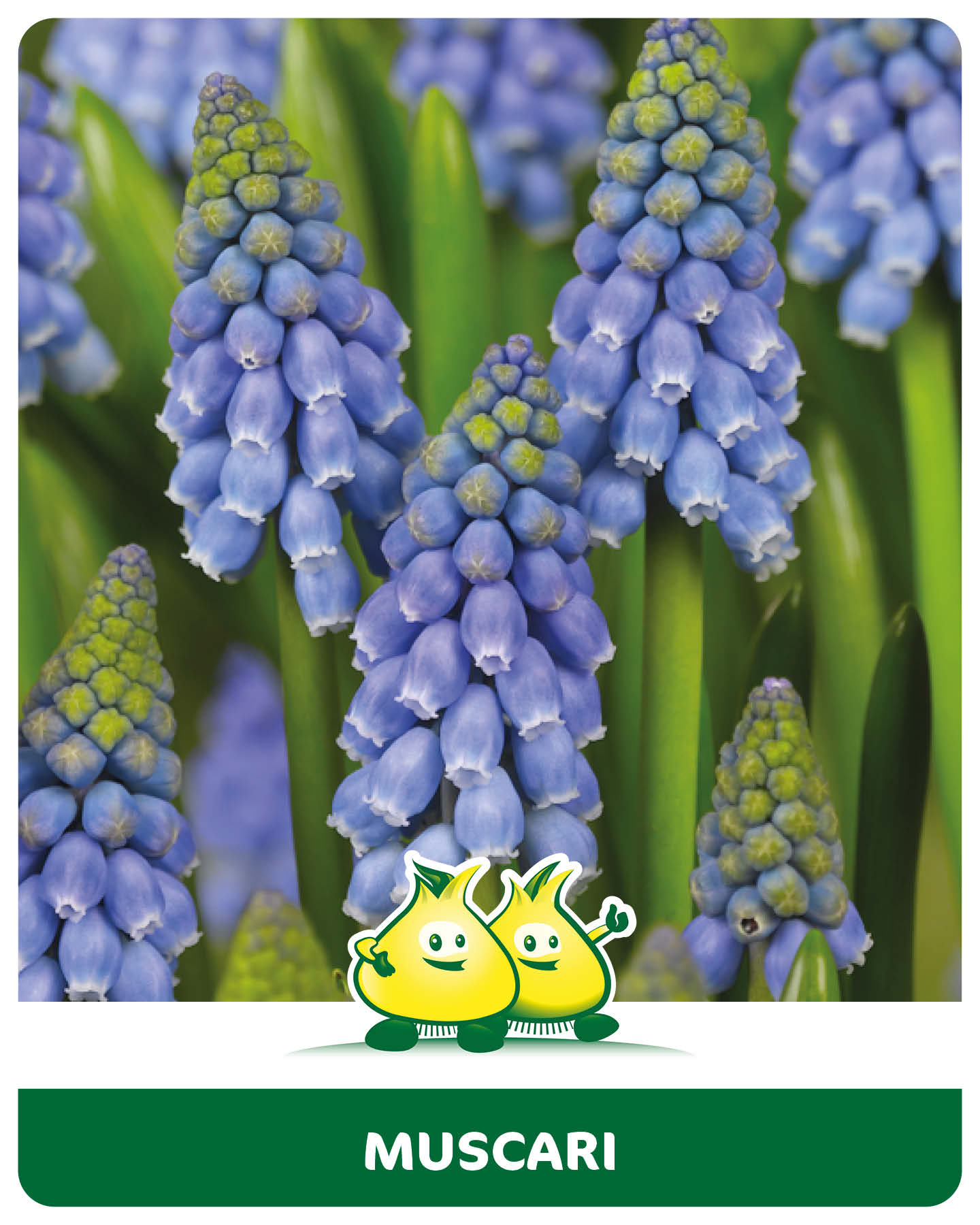 Muscari Armeniacum 40 bollen